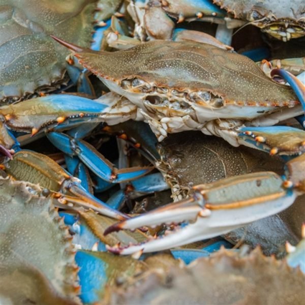 Blue Crabs